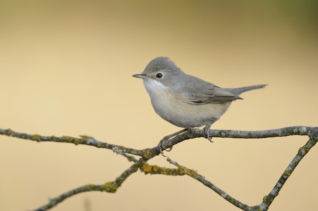 Bello scatto di un uccello gnatcatcher blu-grigio appollaiato su un ramo di un albero