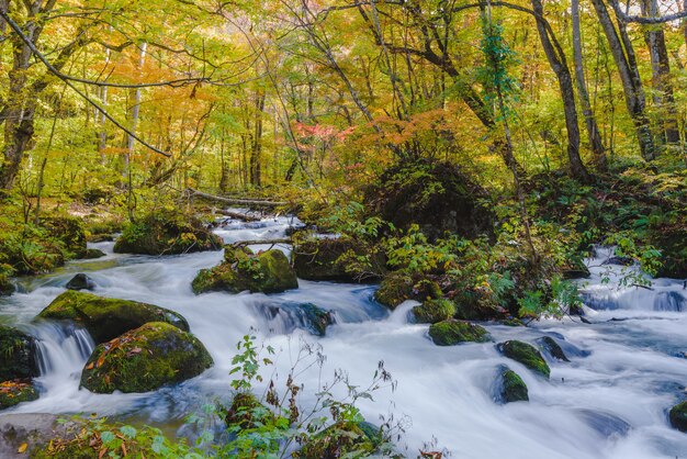 Bello scatto di una cascata in un corso d'acqua circondato da una foresta