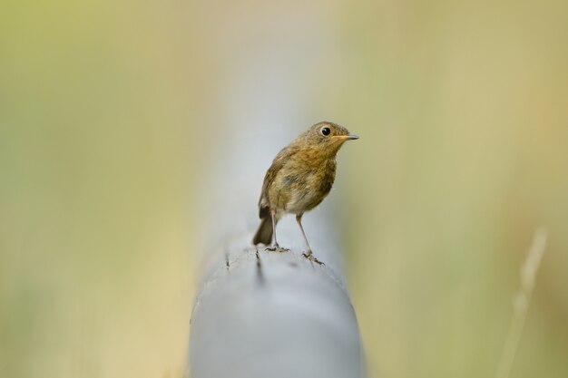 Bello uccello che si siede su un tubo fra l'erba verde