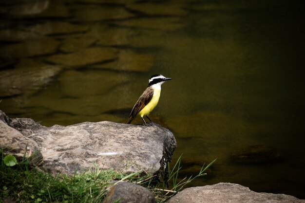 Bello uccello vicino al primo piano del fiume