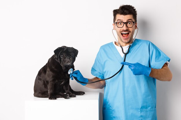 Bello veterinario presso clinica veterinaria che esamina simpatico cane carlino nero, puntando il dito contro l'animale domestico durante il check-up con lo stetoscopio, sfondo bianco