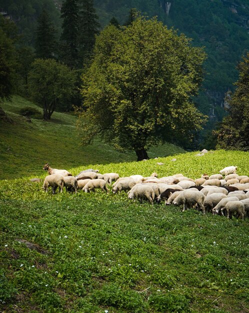 Bestiame al pascolo nei campi verdi