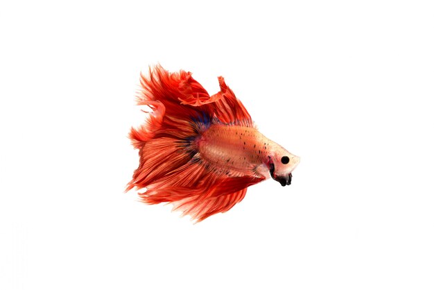 Betta Fish