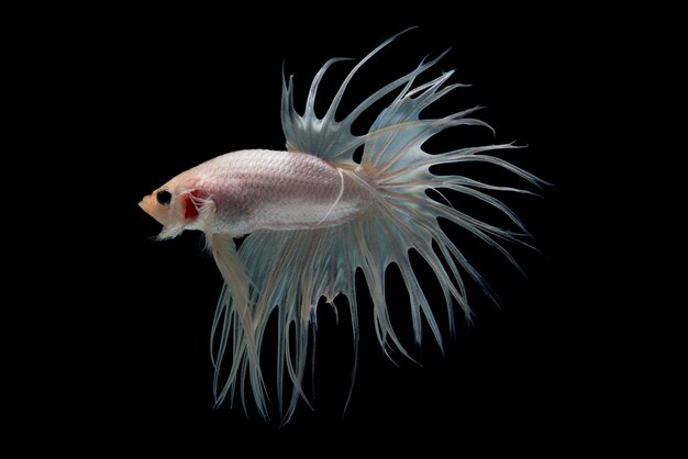 Betta Fish