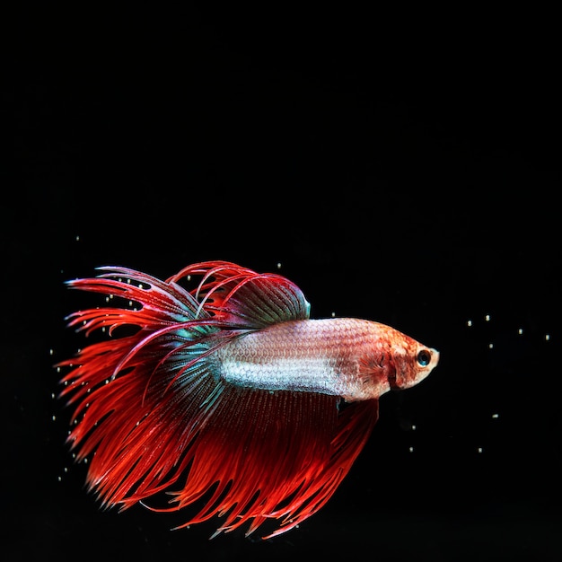 Betta "mezzaluna" con bellissimo vestito rosso