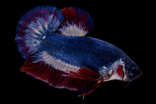 Betta pesce combattente su sfondo nero.