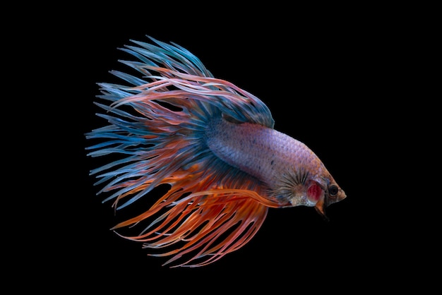 Betta pesce combattente su sfondo nero.