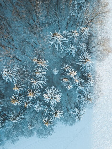 Bianca foresta invernale dall'alto