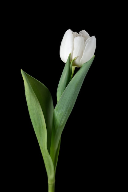 Bianca. Primo piano di bella tulipano fresco isolato su sfondo nero.