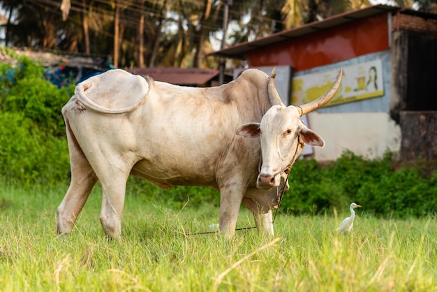 Bianco bue bovino al pascolo in un campo agricolo a Goa, India