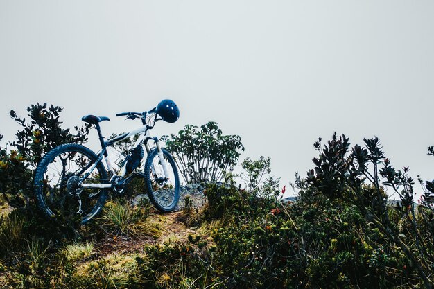 Bicicletta con casco parcheggiata vicino alle piante verdi