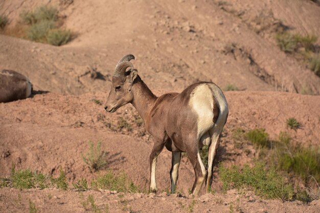 Bighorn Sheep nelle Badlands del South Dakota