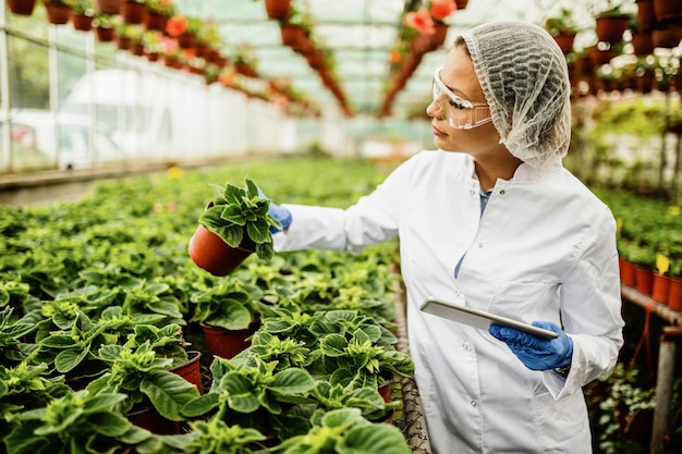 Biotecnologo vivaista che utilizza il touchpad e analizza la crescita dei fiori in vaso