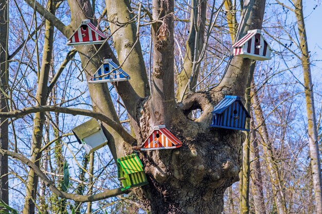 Birdhouses colorati sui rami spogli dell'albero