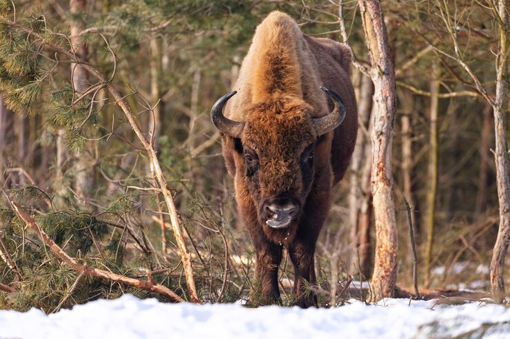 Foto gratuito bisonte europeo nella bellissima foresta bianca durante l'inverno bison bonasus