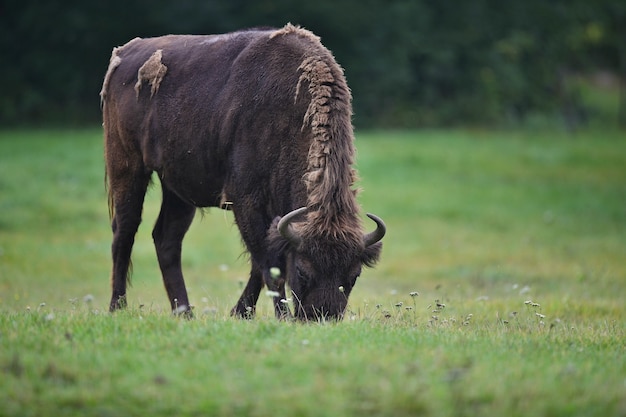 Bisonte europeo nella bellissima foresta bianca durante l'inverno