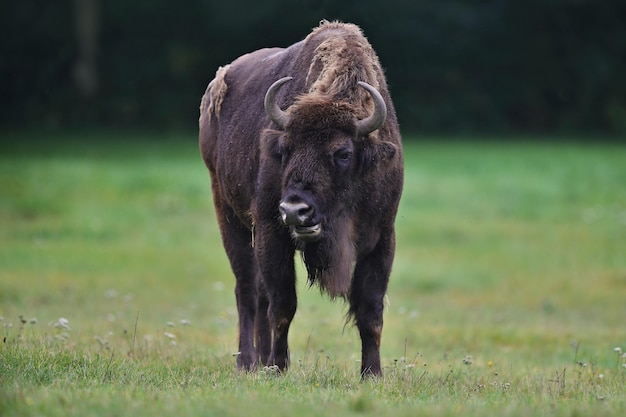 Bisonte europeo nella bellissima foresta bianca durante l'inverno