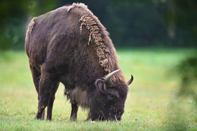 Bisonte europeo nella bellissima foresta bianca durante l'inverno