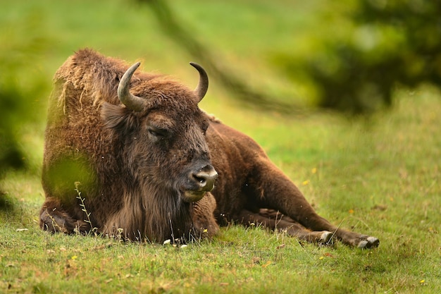 Bisonte europeo nella bellissima foresta bianca durante l'inverno