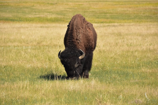 Bisonte solitario che pascola sull'erba in una prateria nel Dakota del Sud.