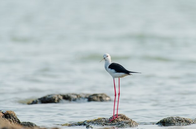 Black-winged Stilt bird in piedi su una pietra nell'oceano in India