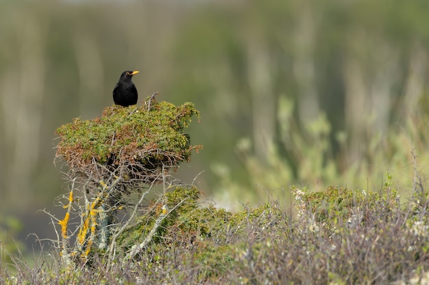 Blackbird appollaiato su un albero con uno sfondo sfocato