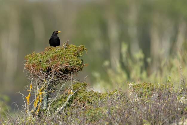 Blackbird appollaiato su un albero con uno sfondo sfocato