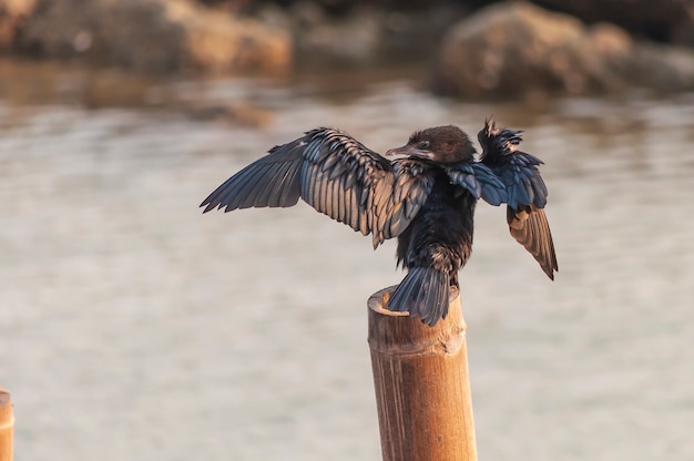 Blackbird seduto su un bastone di legno in riva a Mueang Samut Sakhon District Thailandia