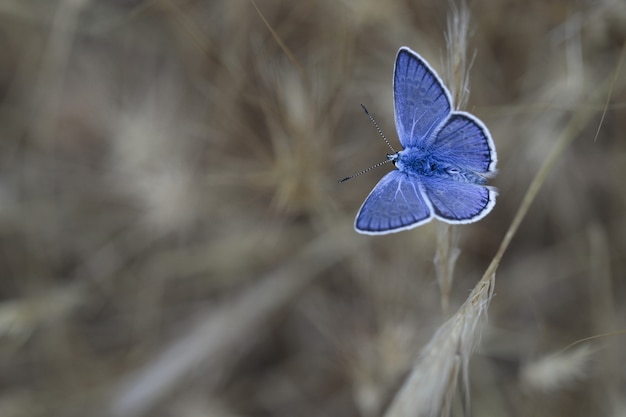 Blu del sud (Polyommatus celina),