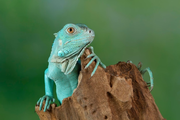 Blue Iguana closeup sul ramo Blue Iguana Grand Cayman Blu su legno con sfondo naturale