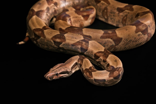 Boa constrictor isolato su sfondo nero