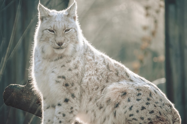 Bobcat seduto alto su un tronco in uno zoo