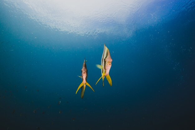 Bocce di farfalle pescano nell&#39;oceano vuoto