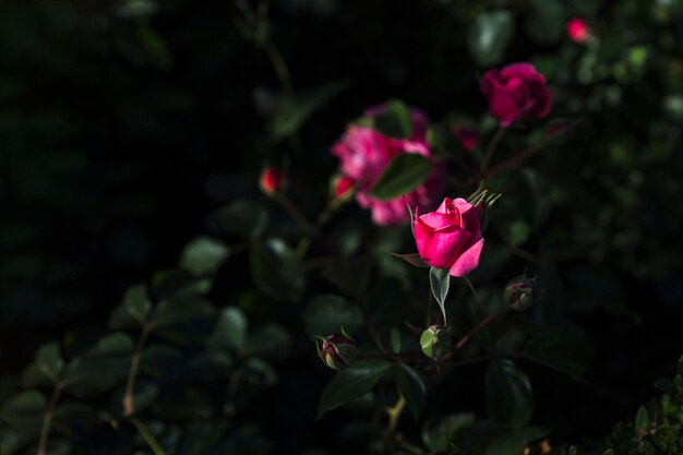 Bocciolo di rosa sul cespuglio