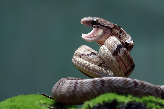 Boiga cynodon serpente primo piano con posizione di difesa su muschio