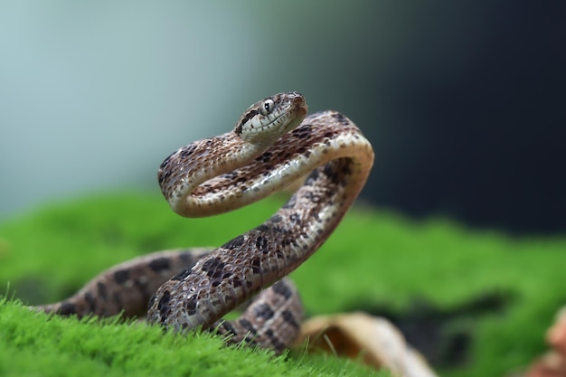 Boiga multo maculata serpente primo piano su sfondo naturale Boiga multo maculata primo piano