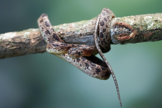 Boiga multo maculata serpente primo piano sul ramo Boiga multo maculata primo piano