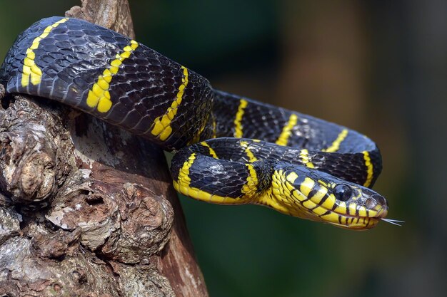 Boiga serpente dendrophila giallo inanellato su legno