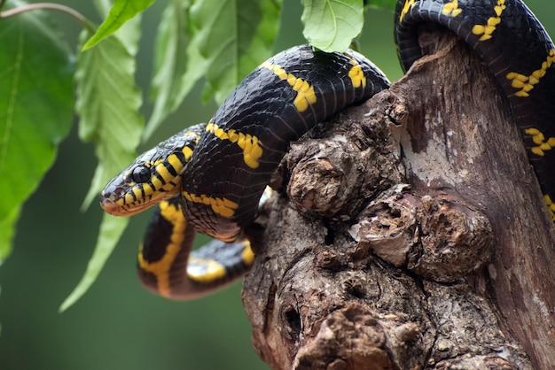 Boiga serpente dendrophila giallo inanellato su legno