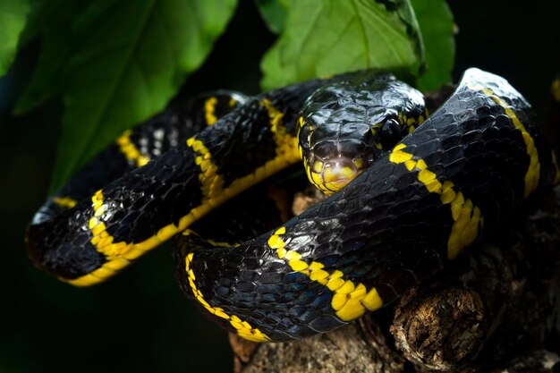 Boiga serpente dendrophila giallo inanellato su legno