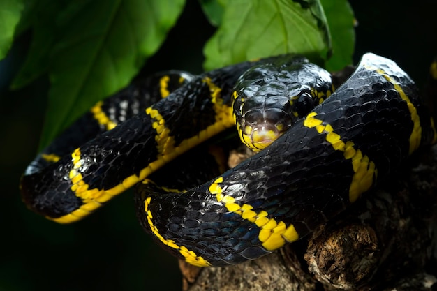 Boiga serpente dendrophila giallo inanellato su legno