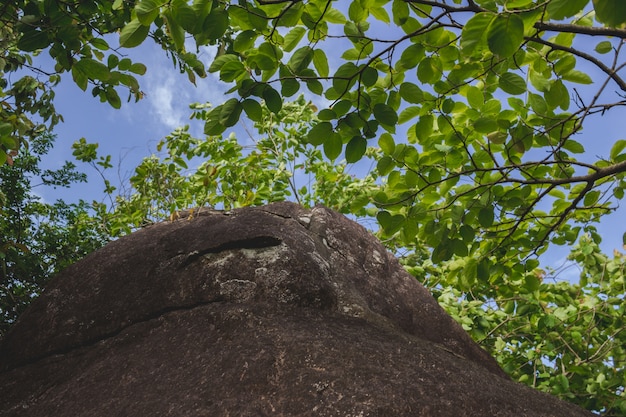 Bolder con alberi tutto intorno