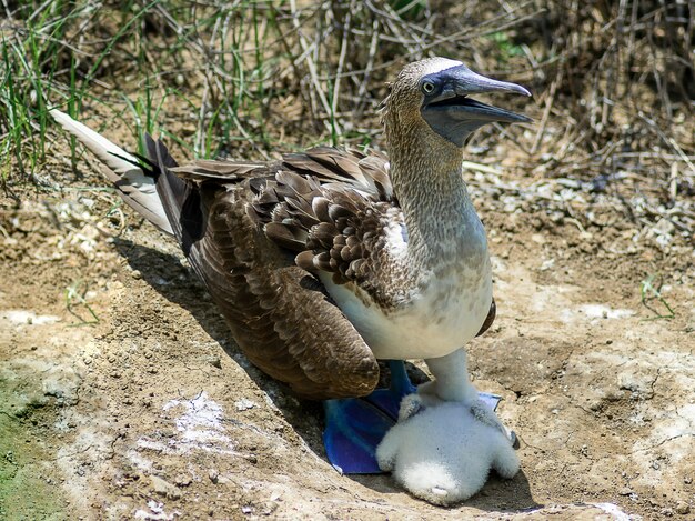 Booby bird in piedi su un terreno asciutto e screpolato