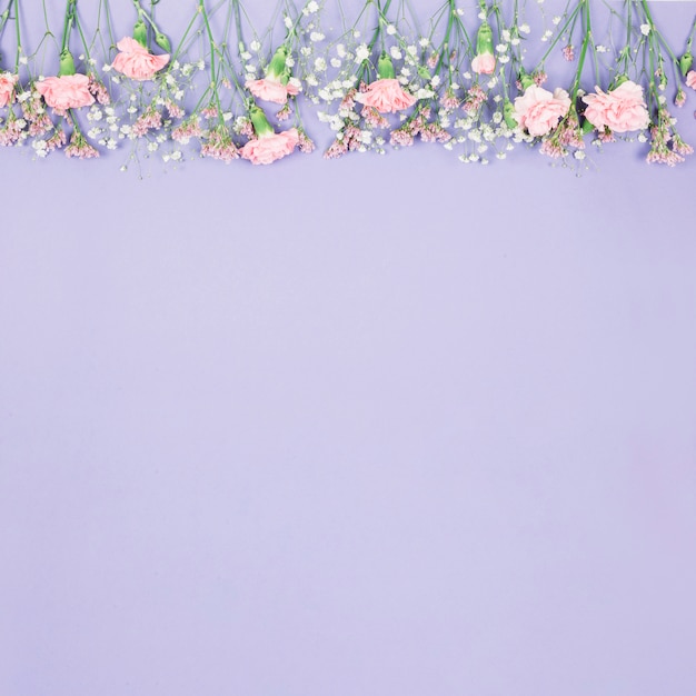 Bordo superiore decorato con limonio; Gypsophila e fiori di garofani su sfondo viola