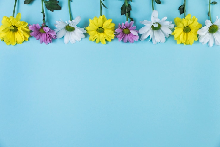 Foto gratuito bordo superiore realizzato con fiori di camomilla su sfondo blu