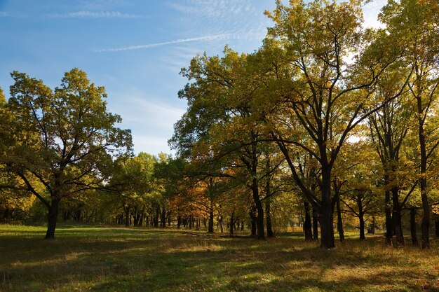 Boschetto di quercia in settembre