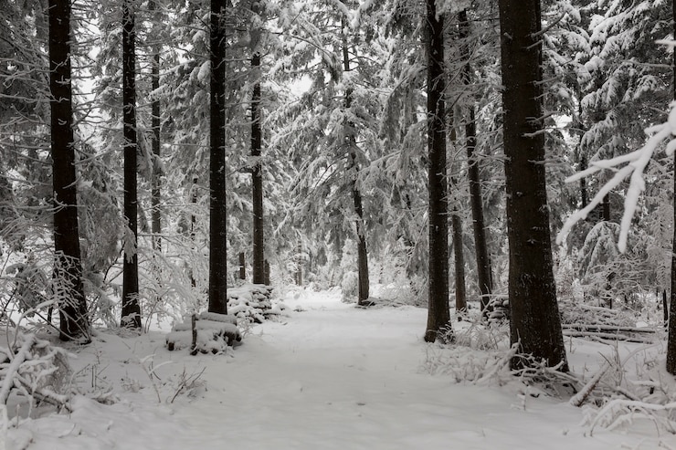 Foto gratuito boschi gelidi nella foresta