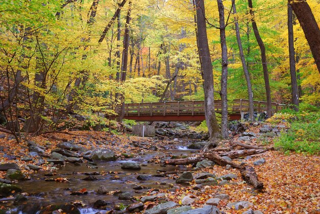 Bosco autunnale con ponte in legno