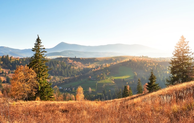 Bosco di betulle nel pomeriggio soleggiato durante la stagione autunnale.