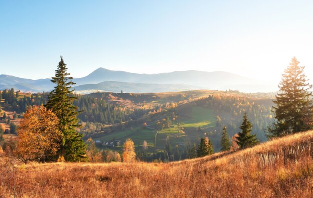 Bosco di betulle nel pomeriggio soleggiato durante la stagione autunnale.